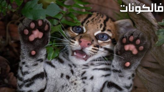 فيلم Wildcat 2022 القط الوحشي موقع السينما للجميع